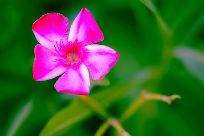 Close-up of pink flowering plant