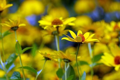 Close-up of yellow flowers blooming outdoors