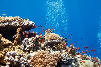 View of jellyfish swimming in sea