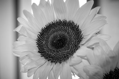 Close-up of flower