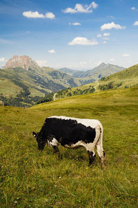 View of cow on field against sky