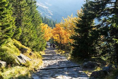 Dirt road amidst trees in forest