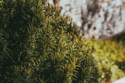 Close-up of plants growing on field