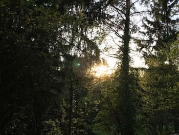 Low angle view of trees in forest