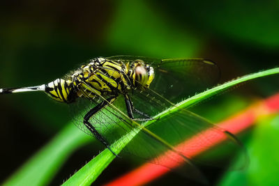 Close-up of insect on leaf