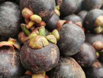 Close-up of fruits growing on rock