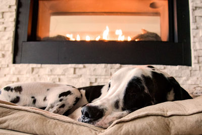 Close-up of dog relaxing on bed at home