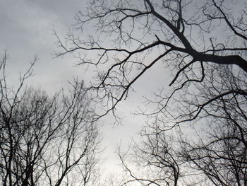 Low angle view of bare trees against sky