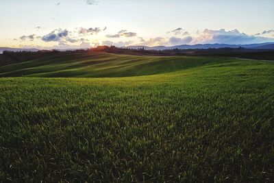 Scenic view of field against sky during sunset