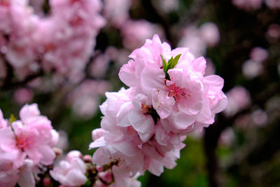 Close-up of pink flowers blooming at park