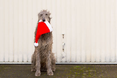 Dog standing against wall