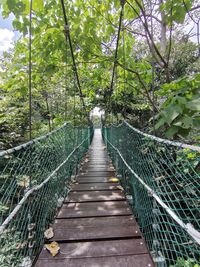 View of footbridge in forest