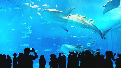 Fish in aquarium