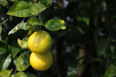 Close-up of fruit growing on tree