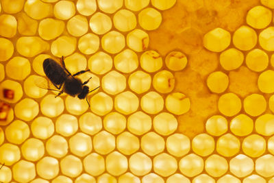 Honey bee sitting on hexagon patterned honeycomb