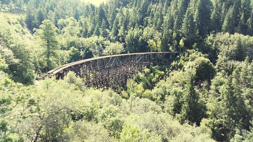 Plants growing on tree trunk