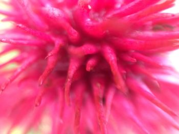 Macro shot of pink flower head