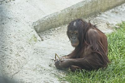 High angle view of monkey sitting in zoo