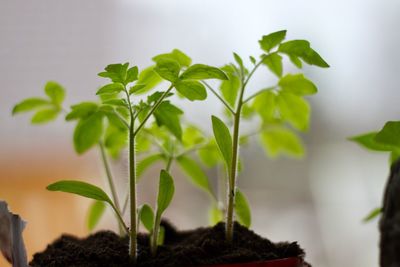 Tomato seeding