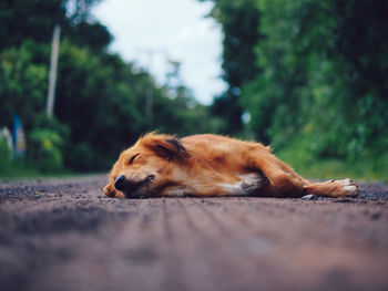 Dog sleeping on field