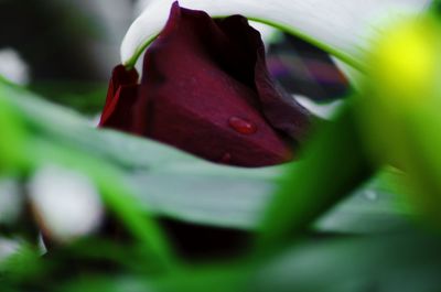 Close-up of red rose