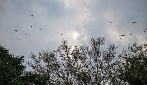 Low angle view of birds flying in sky