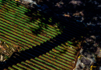 Trees growing in sunlight