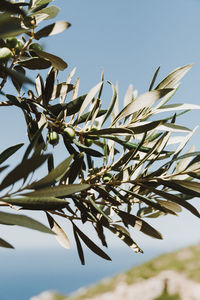 Low angle view of plant against clear sky