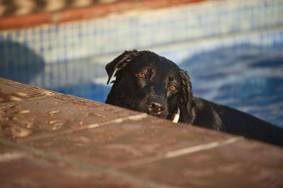 Close-up of a dog