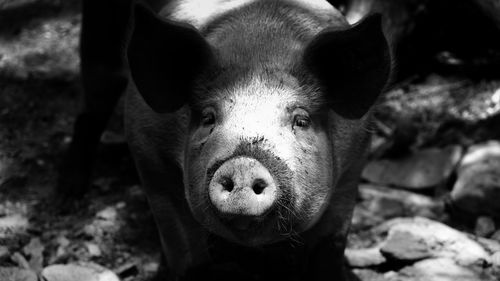 Close-up portrait of pig standing on land