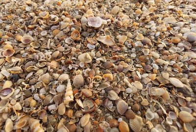 Full frame shot of seashells on beach