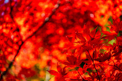 Close-up colorful fall foliage in sunny day. beautiful autumn landscape background