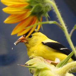 American goldfinch eating sunflower seed.