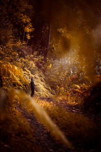 Mid distance view of man exploring forest during autumn