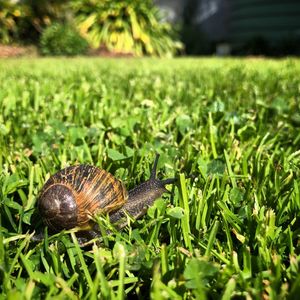 Close-up of snail on grass