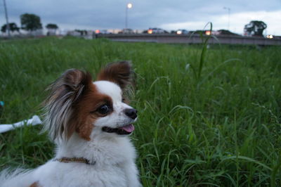 Close-up of dog on field against sky