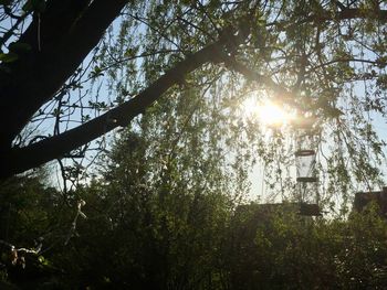 Sunlight streaming through trees in forest