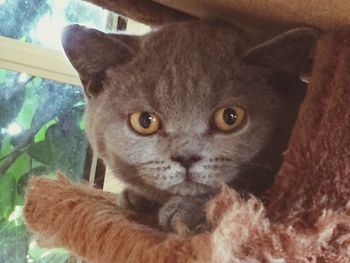 domestic cat