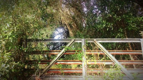 Plants growing on tree