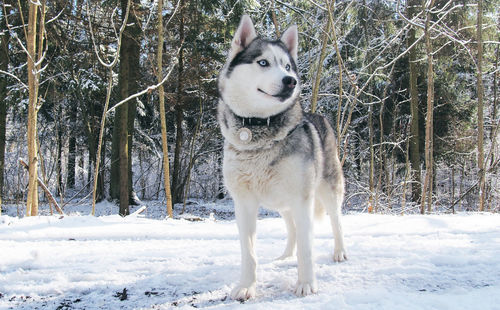 Dog standing on snow field against trees during winter