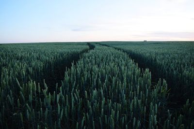 Crops growing on field against sky