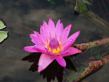 High angle view of pink water lily blooming in pond