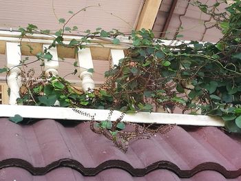 Ivy growing on wall