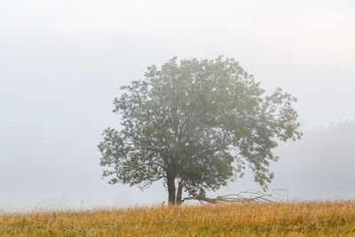 Tree on field against sky