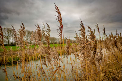 Close-up of stalks in field against cloudy sky