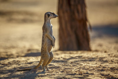 Close-up of meerkat