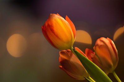 A bouquet of orange colored tulips against a harmonious background with fine bokeh. 