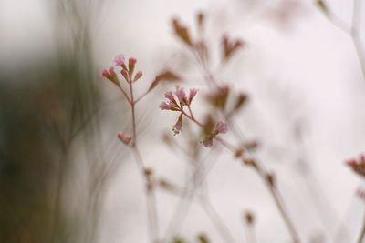 Close-up of pink cherry blossom