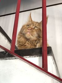 Portrait of cat relaxing on window