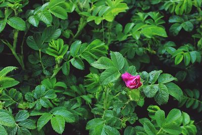 Close-up of pink flowering plant